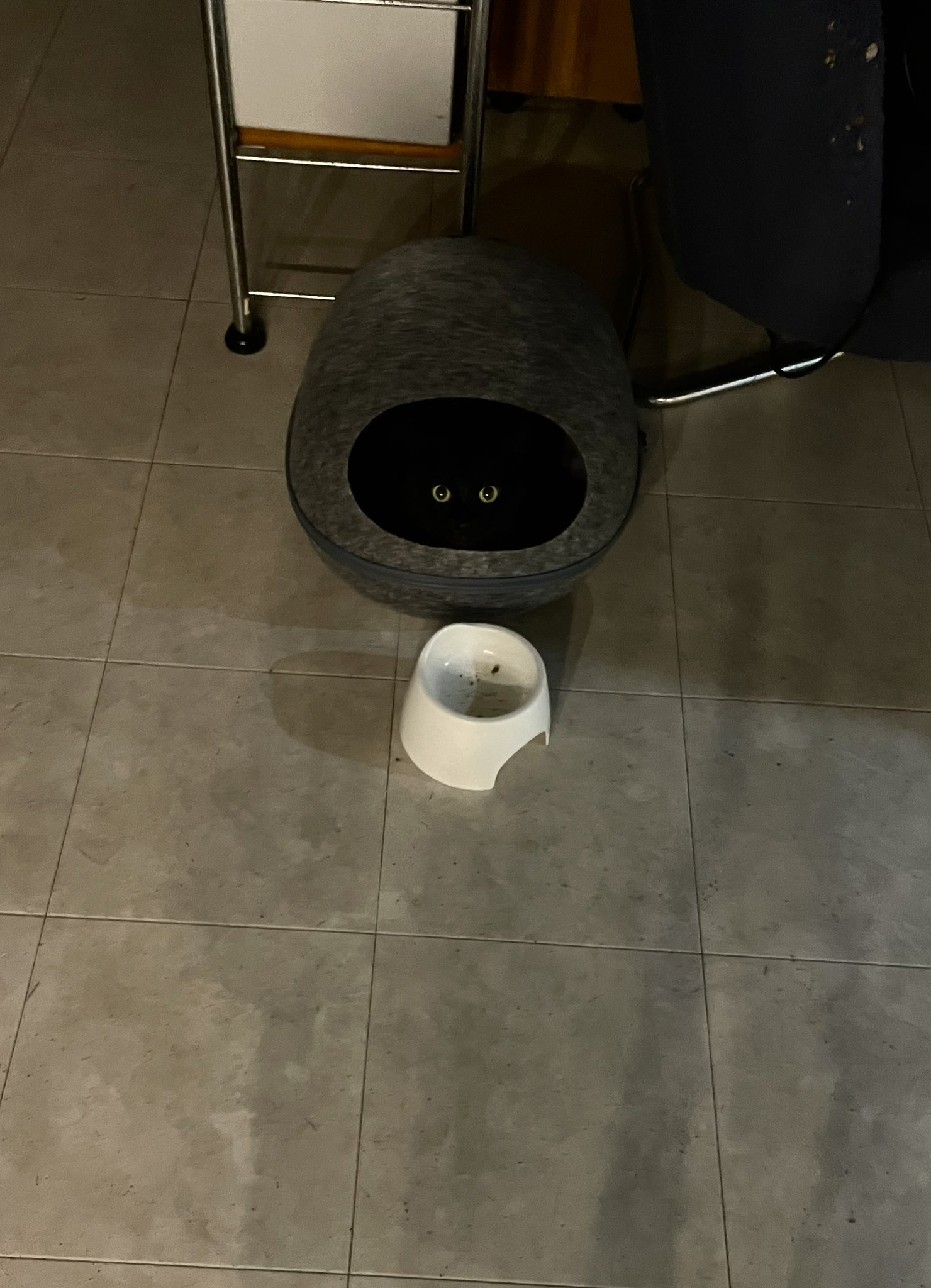 猫さん 猫教授on X: 
