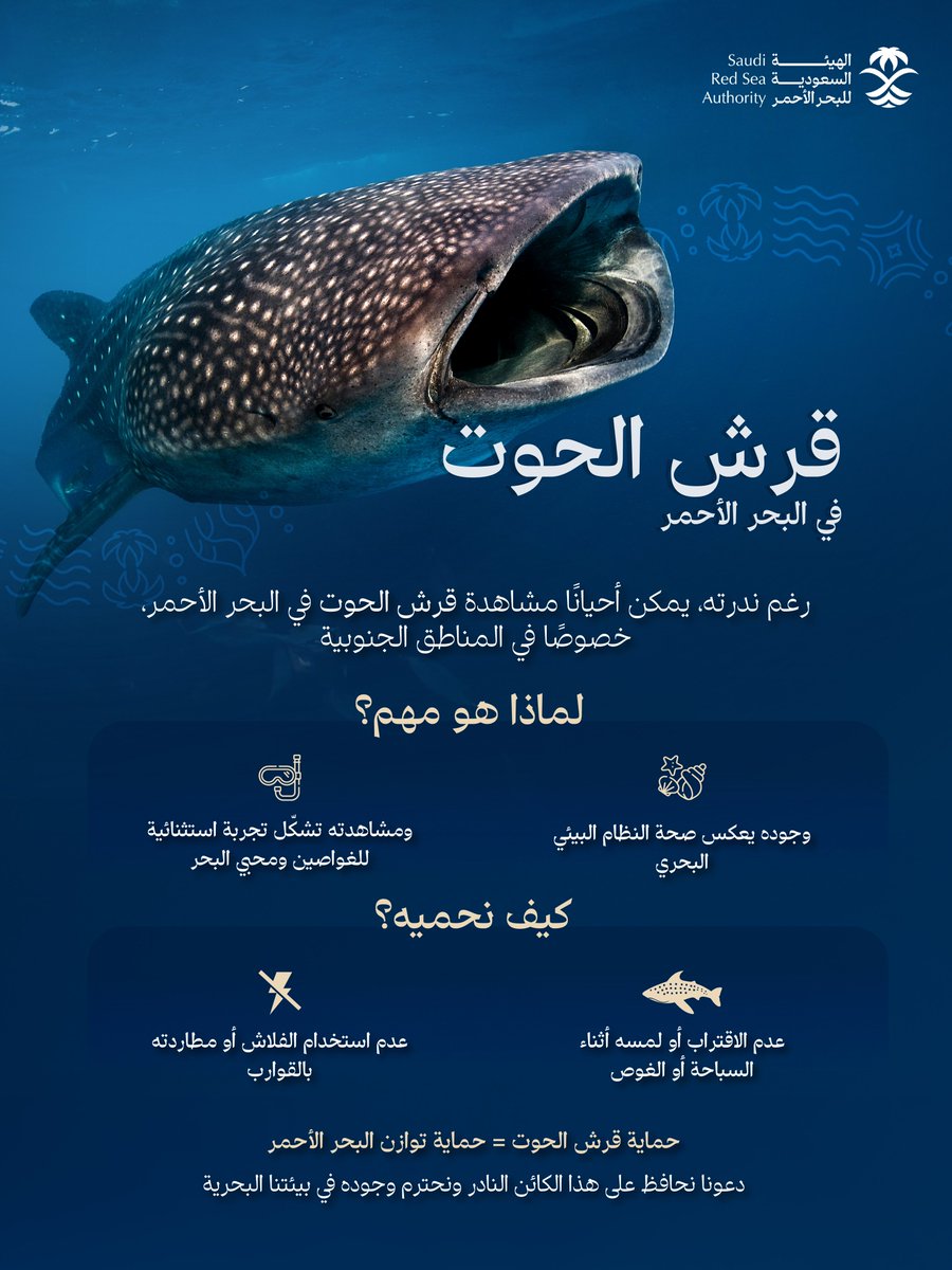 يُعد قرش الحوت أكبر أنواع الأسماك في العالم، ورغم ضخامته إلا أنه كائن مسالم يتغذى على العوالق والكائنات الدقيقة، مما يجعله عنصرًا أساسيًا في التوازن البيئي البحري. 🌊

#اليوم_العالمي_لقرش_الحوت