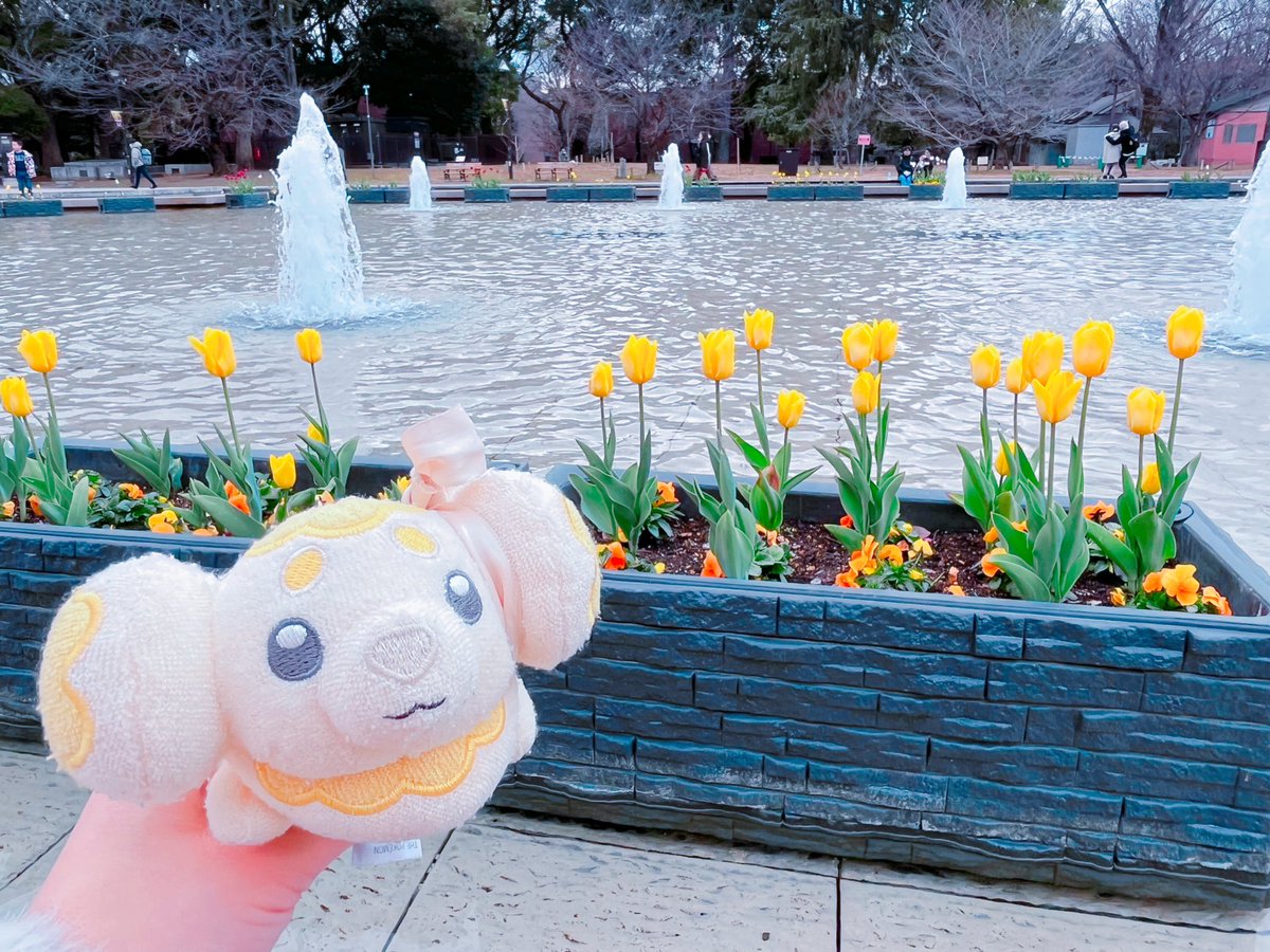 ぱぴちゃんを黄色いお花と撮りがちすぎる🐶🌼

 #見た人はお花と写ったぬい写真をアップする