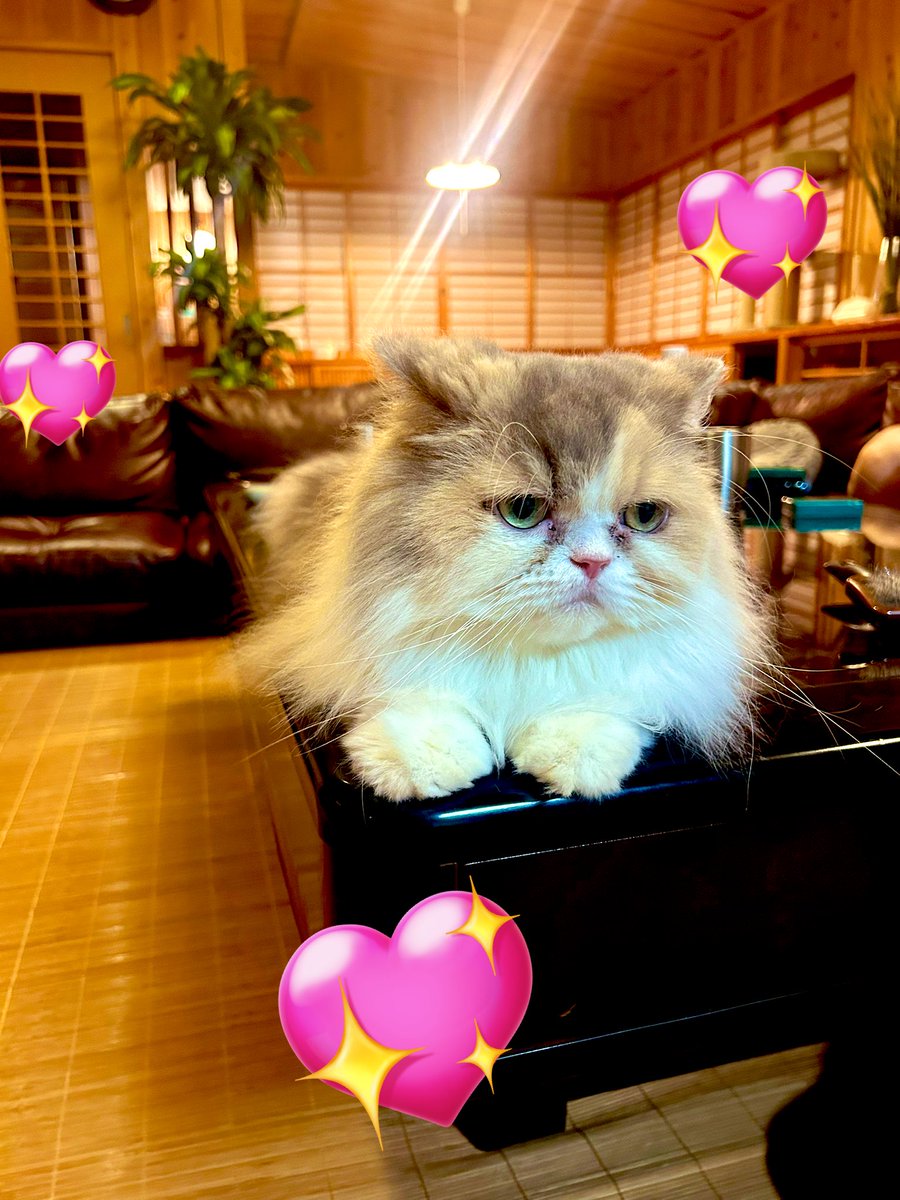 6歳になりました🎂
はまちゃん