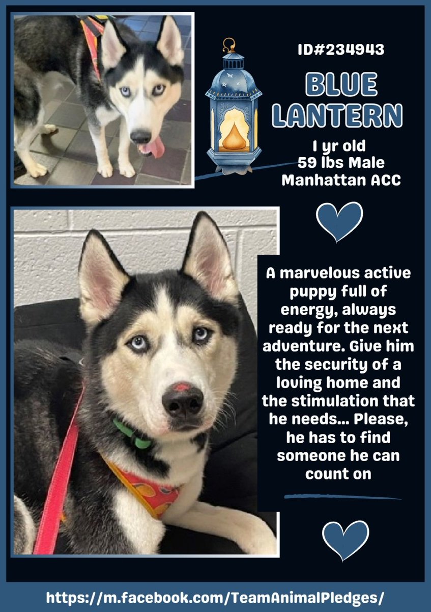 samj_jane's tweet photo. 🐶#Adoptme New intake Blue Lantern 1y old 234494 #Macc A Beautiful friendly #Husky boy energetic+Active wld love toys 2 play with Needs patient loving person for guidance+daily physical mental stimulation Dm @CathyPolicky https://t.co/RzRtC82BIS #Foster #PLEDGE 
#huskylovers 🐕❤️ https://t.co/sBgtbcTObP