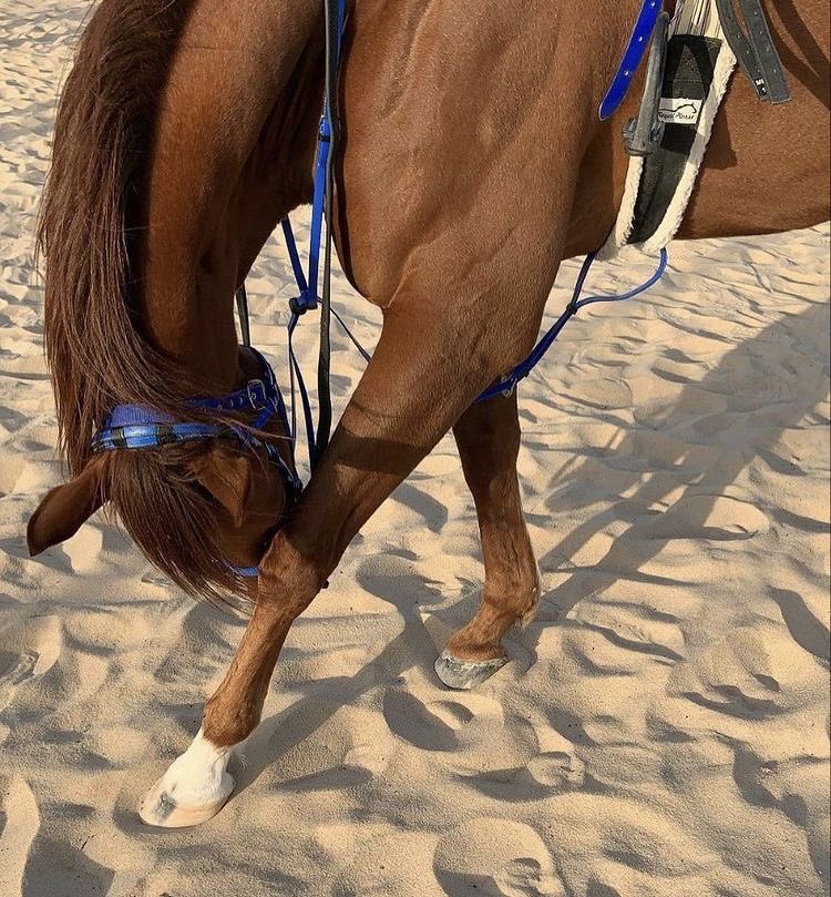 Horses🐎 tweet media