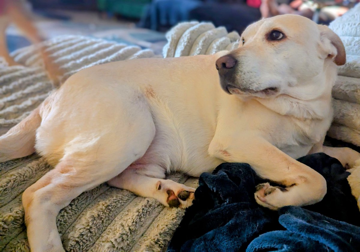 “Labor Day? More like LAY-bor Day. I’ll be right here supervising the couch. 💤 #LaborDay #DogHumor”