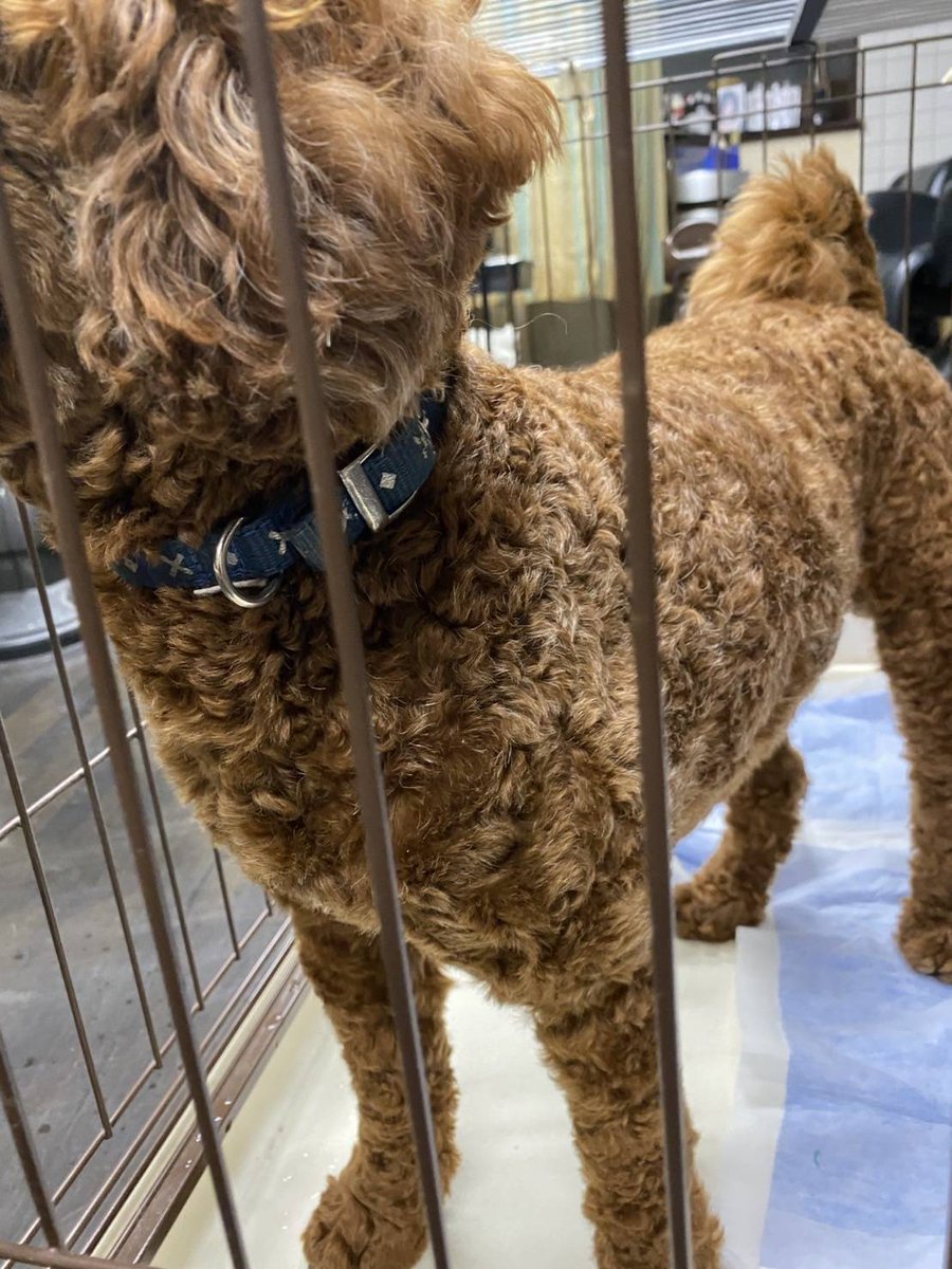 #拡散希望
代理投稿です

今日の18時頃　　
大洗デーツーの精米所付近にて保護

男の子（マイクロチップ入り）

お心あたりの方　情報のほど
宜しくお願い致します

#迷子犬
#トイプードル
#大洗デーツー
#チップ入り
#