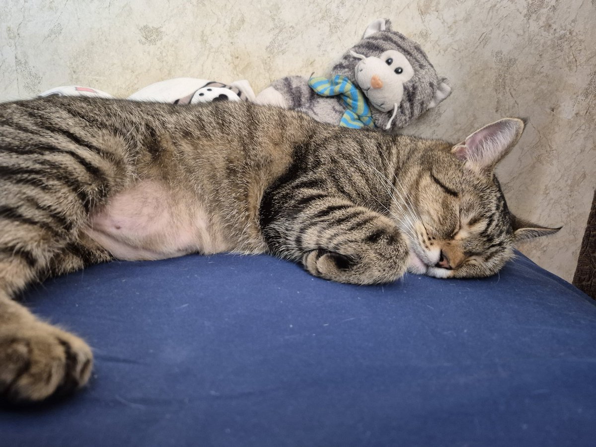 Вишневый пирог 蓝寒月 tweet media