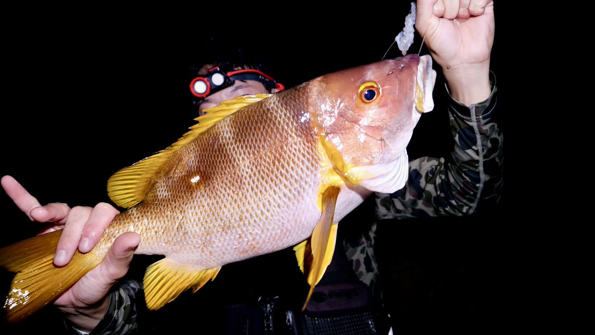 Fisher_blog's tweet image. 今年の夏は自分だけ絶不調でしたが、やっと美味しいサイズのシブダイが釣れました😭
この1ヶ月で1年分のシブダイを釣るんや！！！！

ブッコミハイシーズンなので、7月から昼夜逆転しつつ連日磯と堤防へ通ってます！この生活が最低あと一ヶ月続きます！🤣
