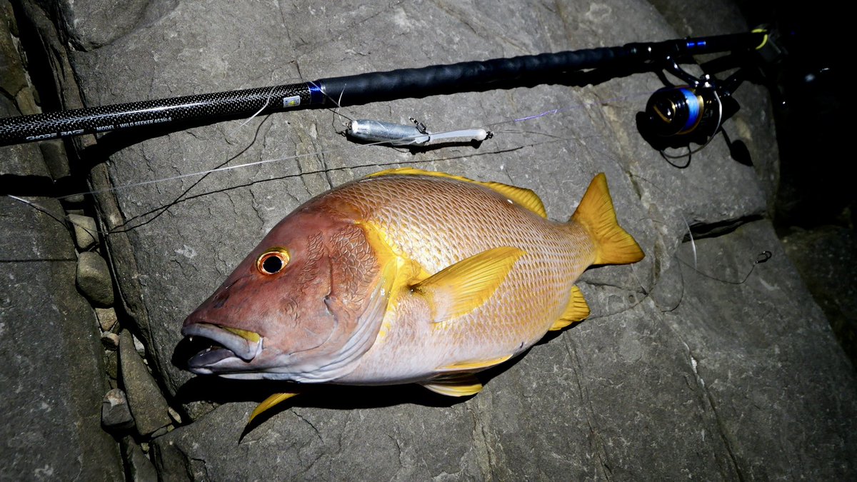 Fisher_blog's tweet image. 今年の夏は自分だけ絶不調でしたが、やっと美味しいサイズのシブダイが釣れました😭
この1ヶ月で1年分のシブダイを釣るんや！！！！

ブッコミハイシーズンなので、7月から昼夜逆転しつつ連日磯と堤防へ通ってます！この生活が最低あと一ヶ月続きます！🤣