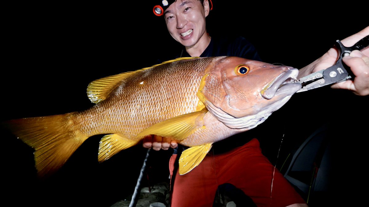 Fisher_blog's tweet image. 今年の夏は自分だけ絶不調でしたが、やっと美味しいサイズのシブダイが釣れました😭
この1ヶ月で1年分のシブダイを釣るんや！！！！

ブッコミハイシーズンなので、7月から昼夜逆転しつつ連日磯と堤防へ通ってます！この生活が最低あと一ヶ月続きます！🤣