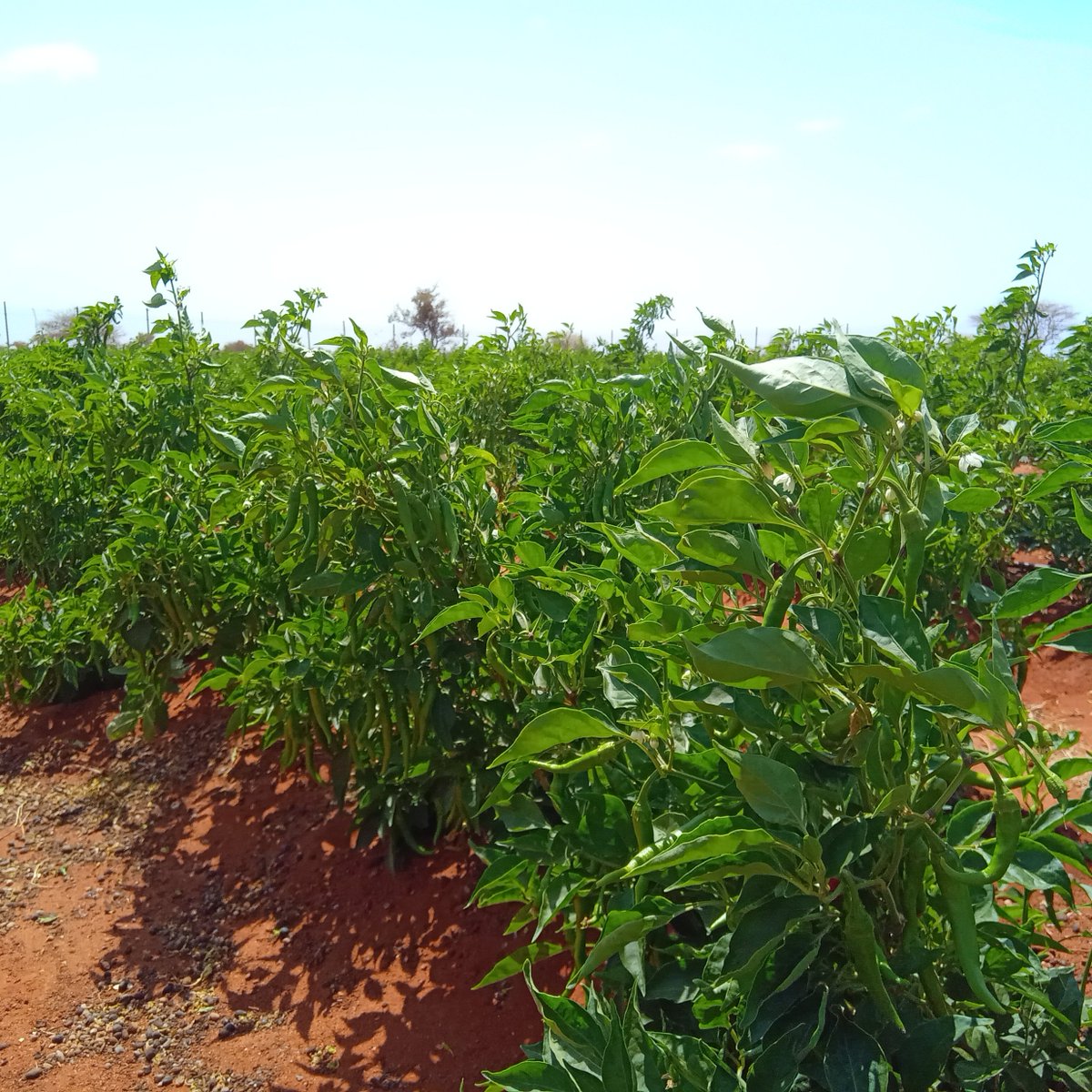 SDCSOM's tweet image. Under the JRP, @SDCSOM’s M&amp;amp;E team visited farms in #Galdogob &amp;amp; #Bursalah to assess crops &amp;amp; greenhouses. Early identification of needs &amp;amp; challenges to help protect yields and strengthen community food security. #JRP #ResilienceBuilding #FoodSecurity