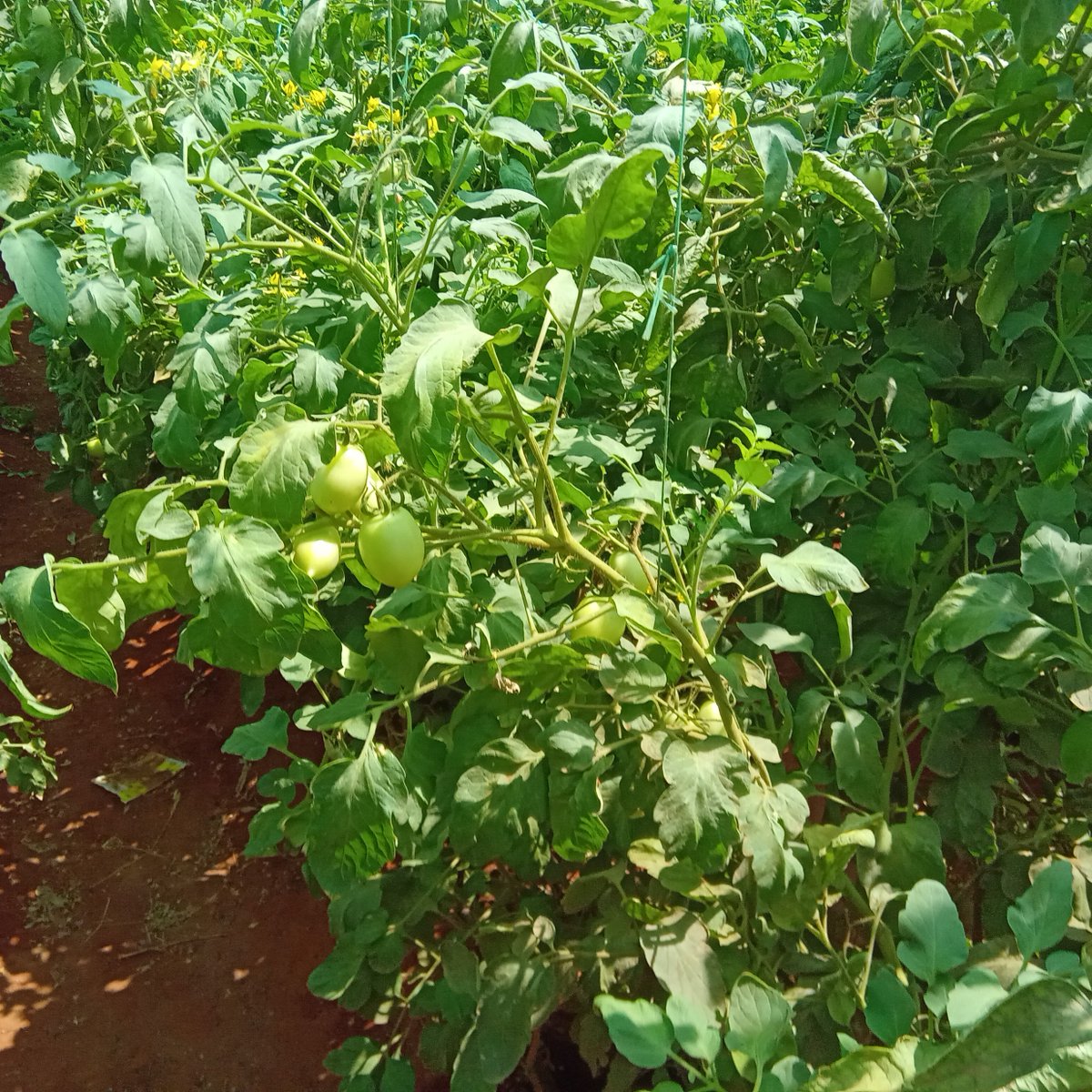 SDCSOM's tweet image. Under the JRP, @SDCSOM’s M&amp;amp;E team visited farms in #Galdogob &amp;amp; #Bursalah to assess crops &amp;amp; greenhouses. Early identification of needs &amp;amp; challenges to help protect yields and strengthen community food security. #JRP #ResilienceBuilding #FoodSecurity