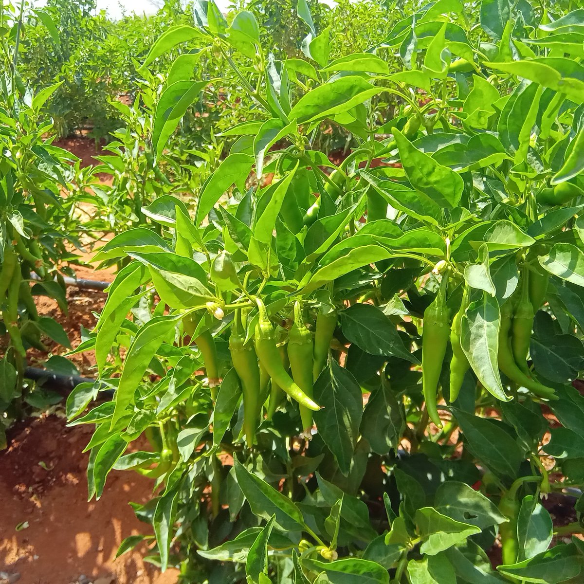 SDCSOM's tweet image. Under the JRP, @SDCSOM’s M&amp;amp;E team visited farms in #Galdogob &amp;amp; #Bursalah to assess crops &amp;amp; greenhouses. Early identification of needs &amp;amp; challenges to help protect yields and strengthen community food security. #JRP #ResilienceBuilding #FoodSecurity