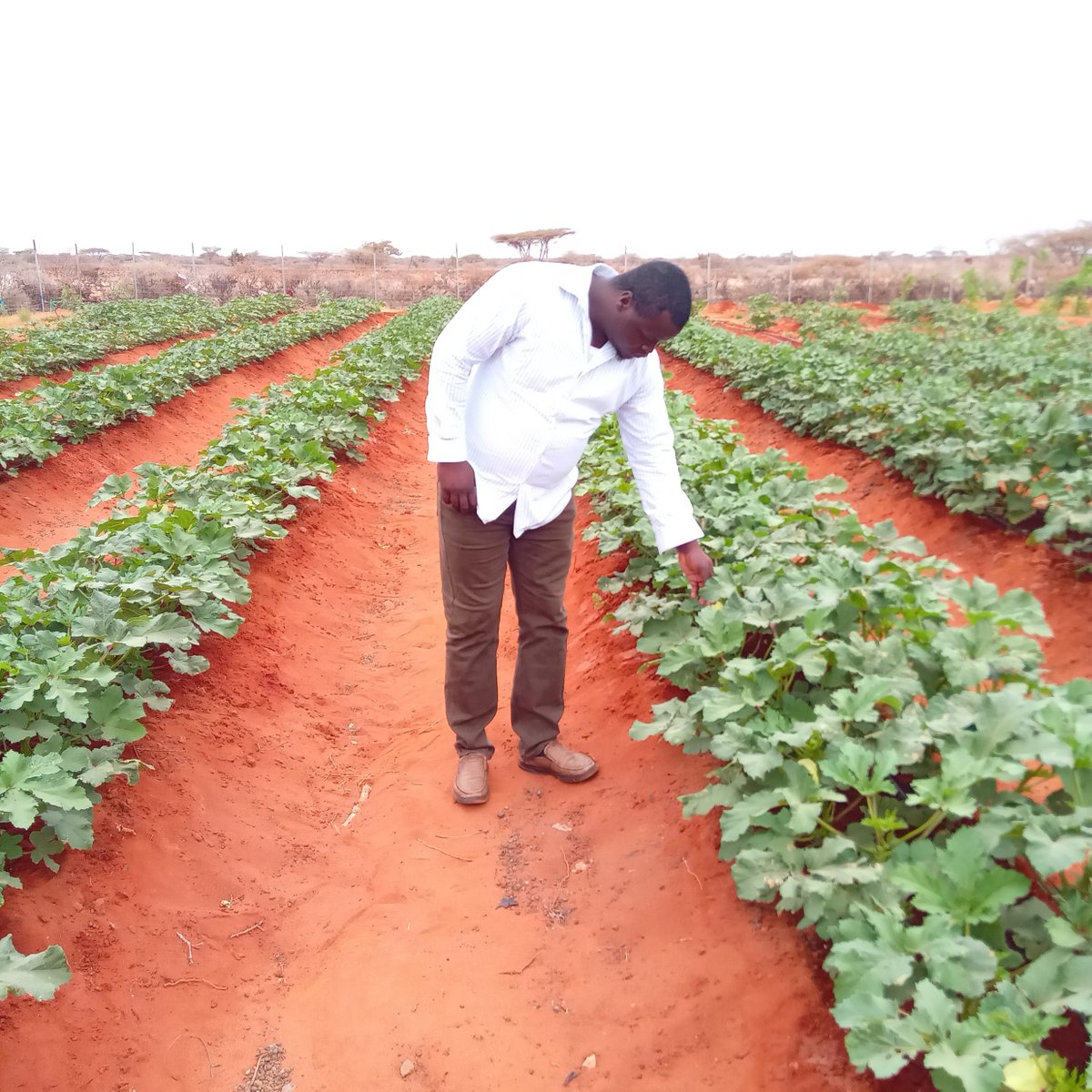 SDCSOM's tweet image. Under the JRP, @SDCSOM’s M&amp;amp;E team visited farms in #Galdogob &amp;amp; #Bursalah to assess crops &amp;amp; greenhouses. Early identification of needs &amp;amp; challenges to help protect yields and strengthen community food security. #JRP #ResilienceBuilding #FoodSecurity