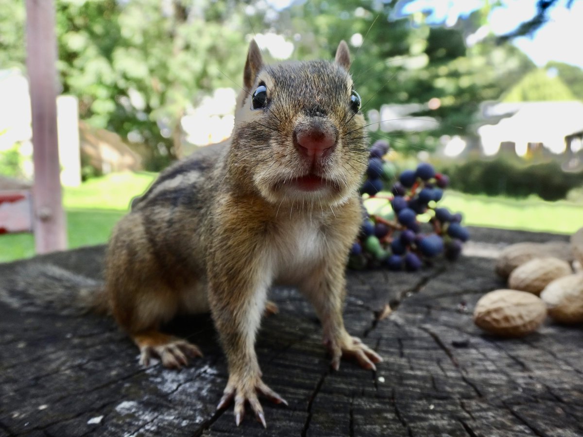 Oh weekend, I was looking everywhere for you! #saturdaymorningvibes #squirrels