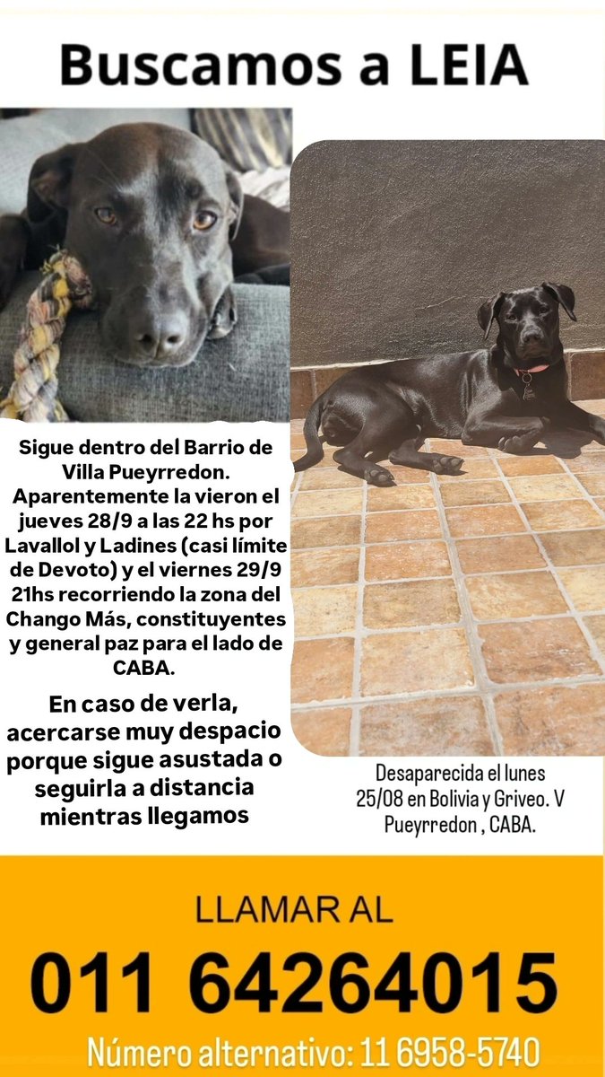 Mañana se viene la tormenta de Santa Rosa y ella sigue dando vueltas en la calle. La vieron por última vez ayer a eso de las 20/21hs por la zona del Chango Más (constituyentes y gral paz del lado de CABA). Les ruego máxima difusión, en sus tw, fb, wsp 🥺❤️🙏