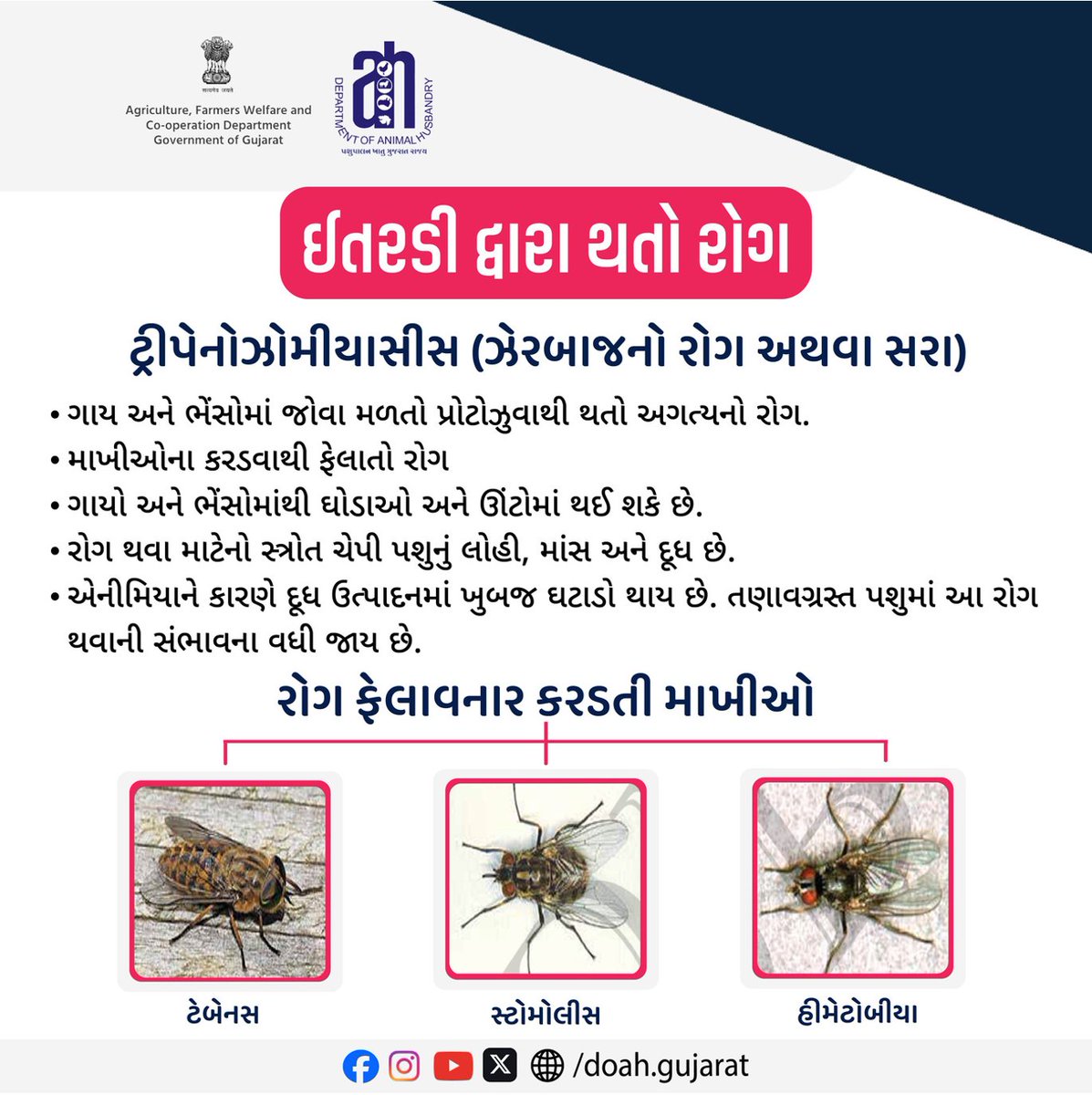 DoahGujarat's tweet photo. ઇતરડી દ્વારા થતો રોગ
ટ્રીપેનોઝોમીયાસીસ (ઝેરબાજનો રોગ અથવા સરા)
@Dept_of_AHD @posolanki
@InfoGujarat @RaghavjiPatel
#Trypanosomiasis
#AnimalTrypanosomiasis
#MilkYieldLoss
#CattleDisease
#LivestockHealth
#AnimalHealth
#VeterinaryAwareness https://t.co/CgBGAnurje