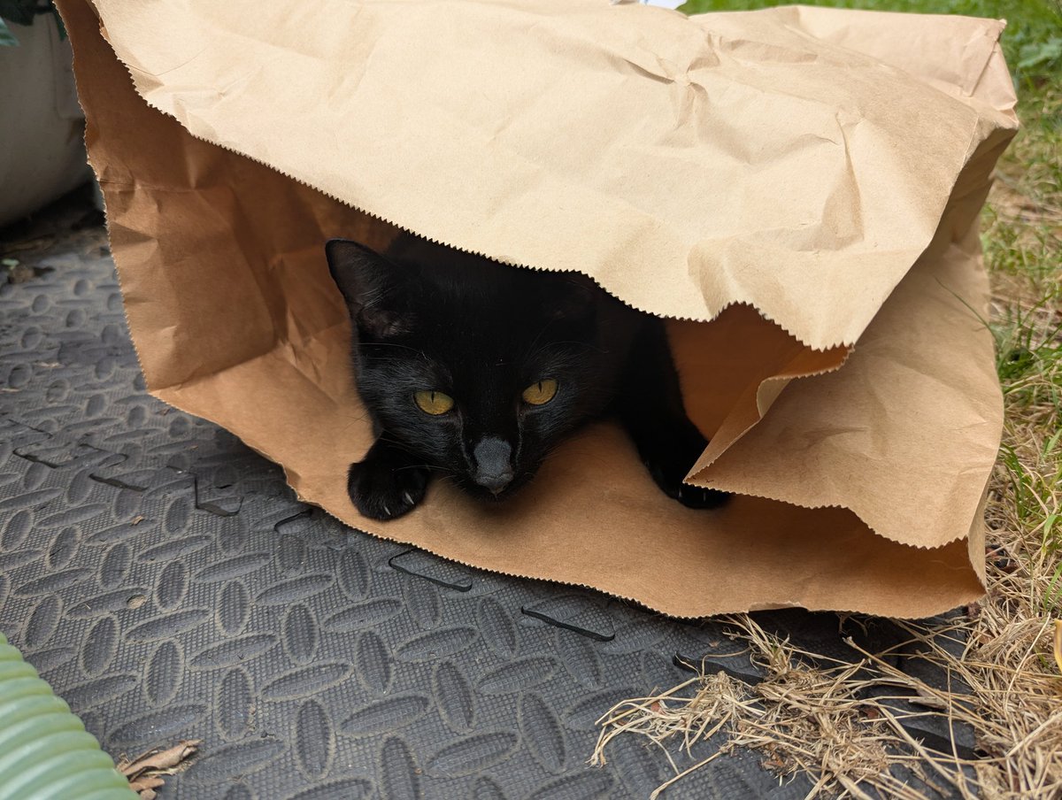 Sometimes I think it'd be super easy to steal a cat