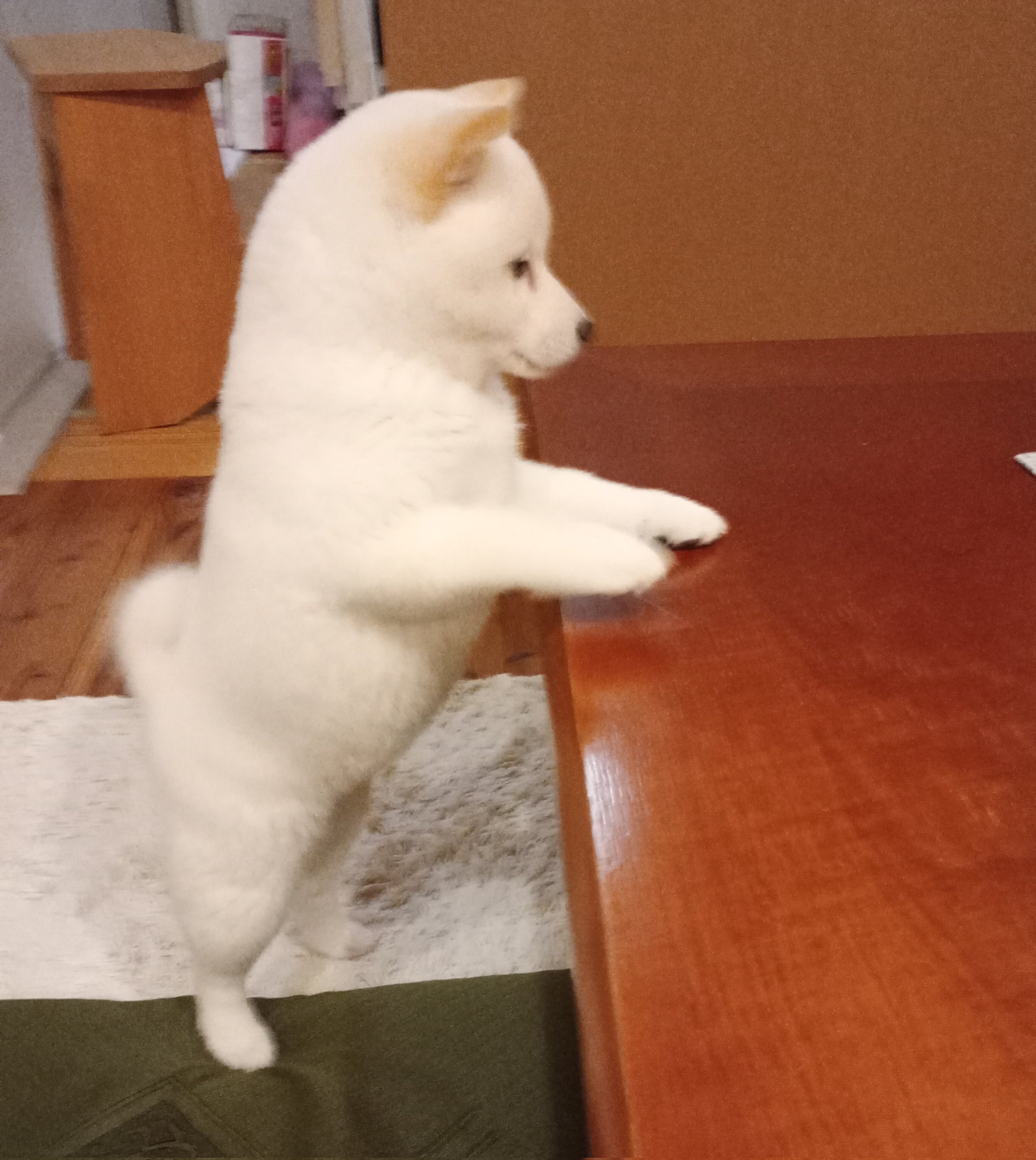 ハル♡追加分 ハル (@hal_parade921) / X