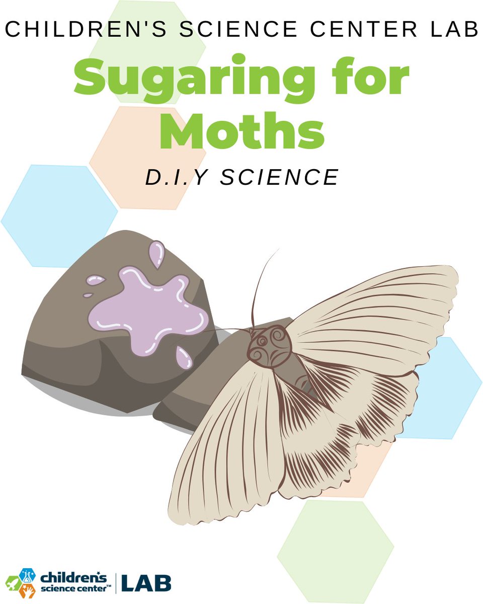 We see butterflies all the time during the day, but have you ever wanted to see and learn more about moths? By making a recipe of your own creation, you can attract moths to a specific spot and study them. 

🦋 Try this activity! • childsci.org/test/sugaring-…