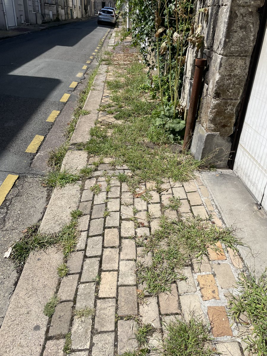 #bordocrado faut descendre du trottoir pour passer …. 🤷‍♀️ (oui y a, bien évidemment, des 💩 au milieu des herbes)