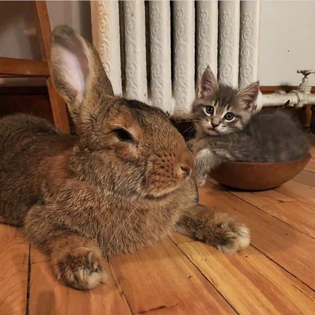 체급차이 내눈에 이렇게보임