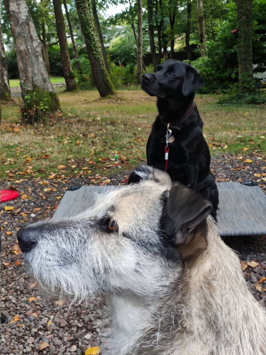 The Jackster missing Victordog1🌈🌈💔 tweet media