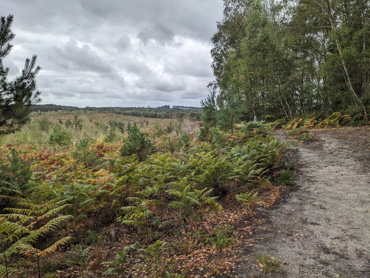 Did a nice 3 mile walk earlier over Avon Heath