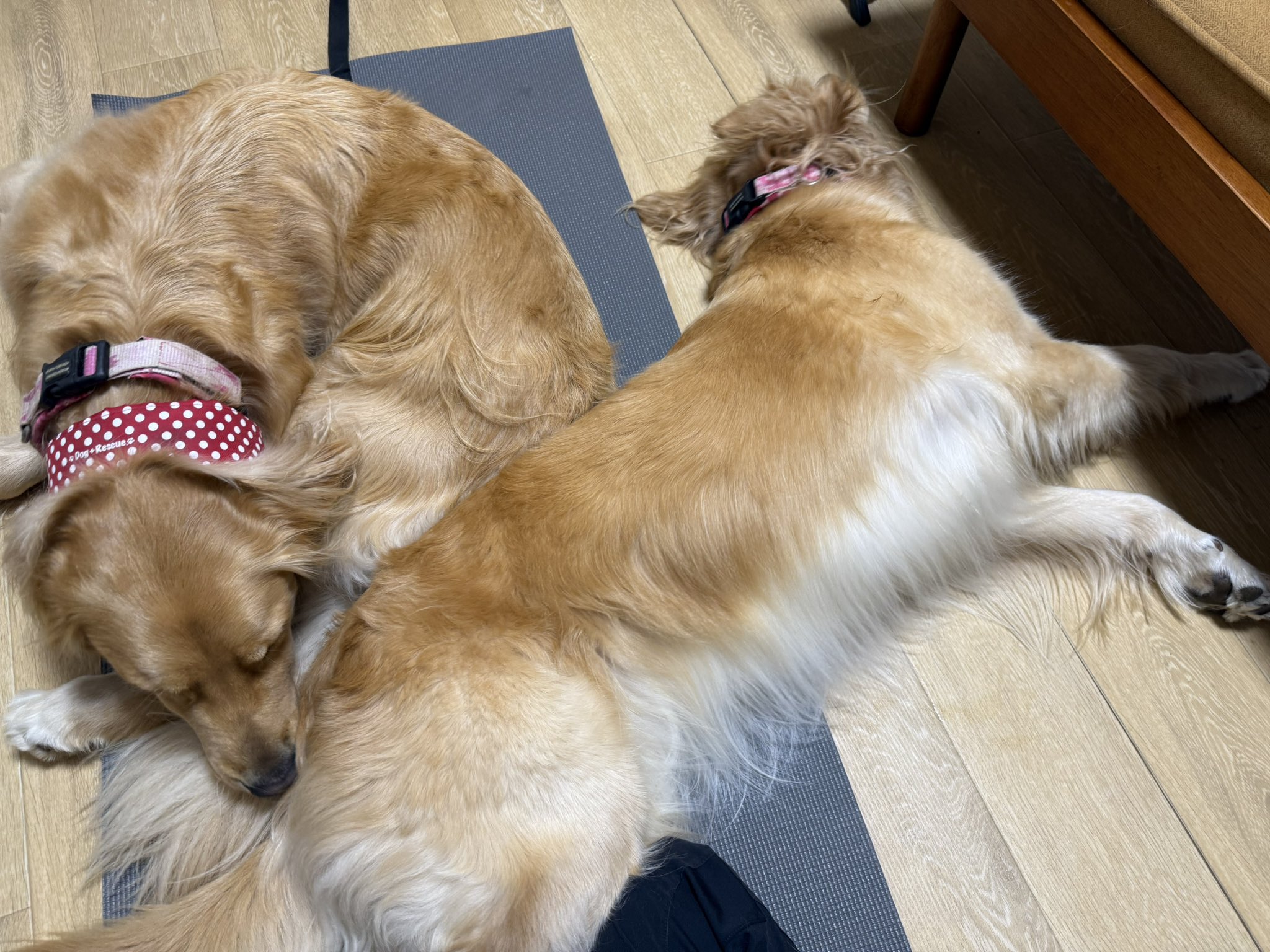 あおい（Aoi） (@_a0i) / X