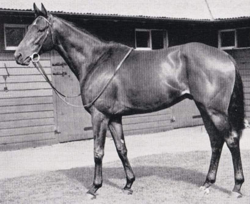 HORSERACING1002's tweet photo. DUCCIO🇮🇹1944
(BELLINI - DONATELLA BY MAHMOUD) #Duccio
B/O Federico Tesio (ITA) 1944
15-8-5-2---4,300,000 Lires
Premio Emanuele Filiberto, Premio Primi Passi, Premio Triennale Italiano, Mt Eden H, Hamilton H.
Stud at Pironga Stud🇳🇿 Sired Padrone, Foxio, Italian Lady, Etc. https://t.co/BdRRSgkBs4