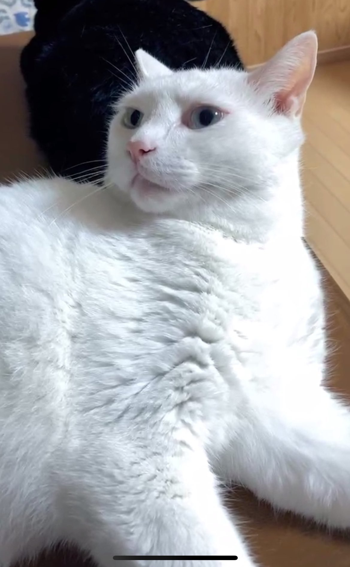 けあねこ(=^・^=)さま専用です♪ 楽天市場】＼最大3000円OFFクーポン／ 日本製 宇宙船付き レザー