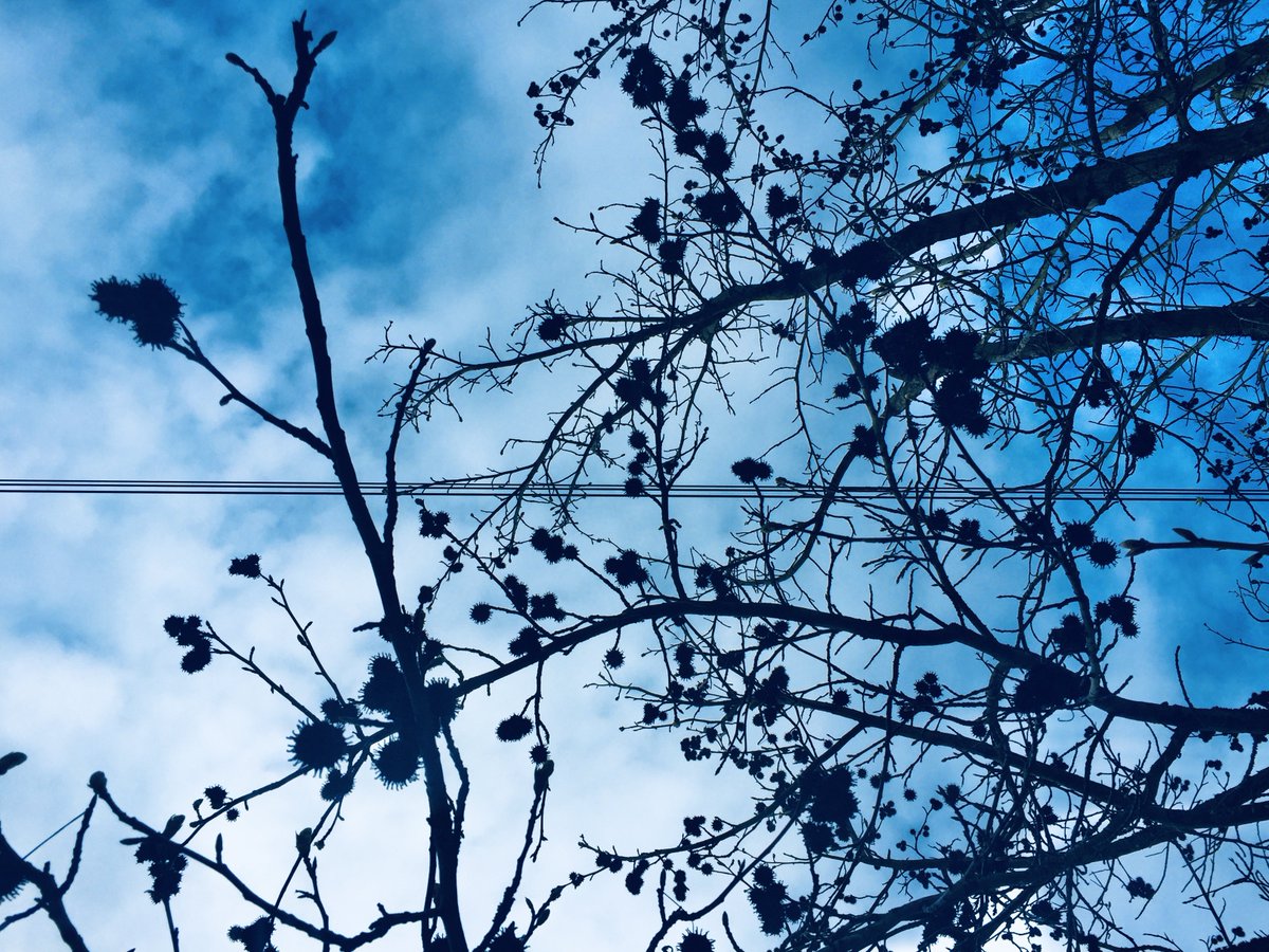 qbroots's tweet image. old photos