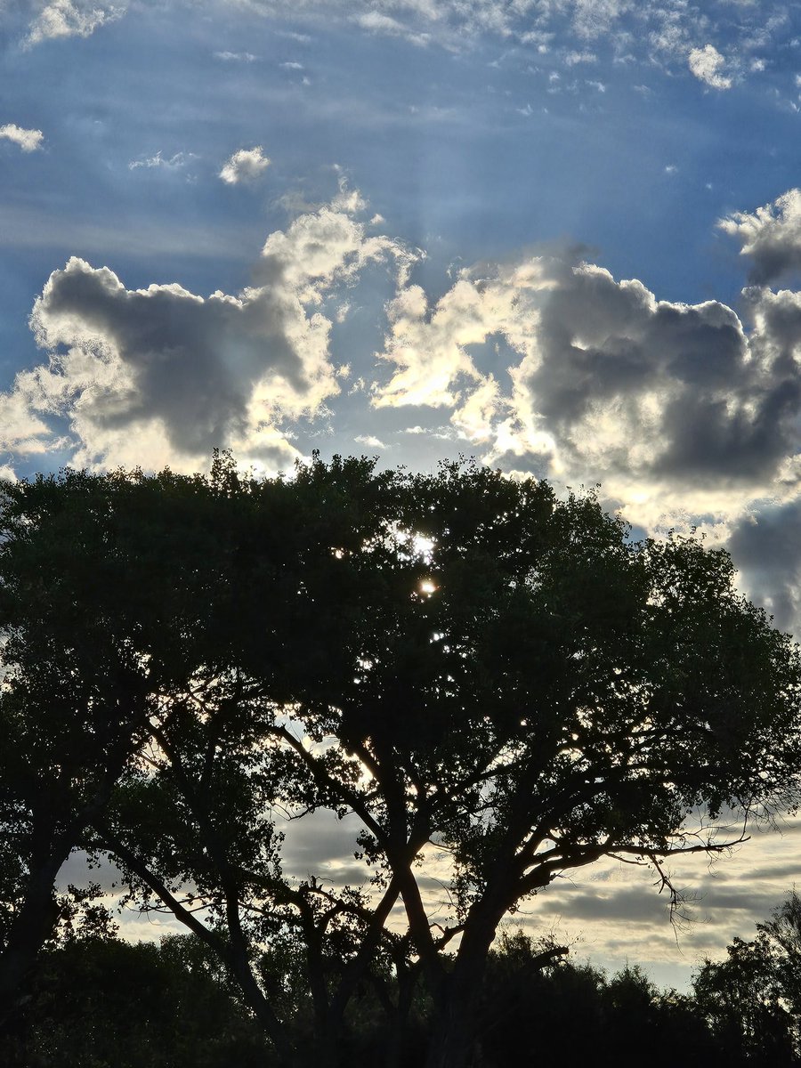 Good morning, tree people 🌳