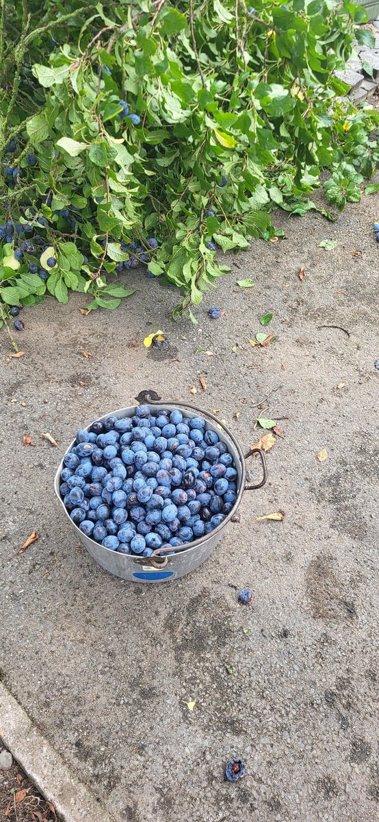 We had to save a few. #jam #smallholder