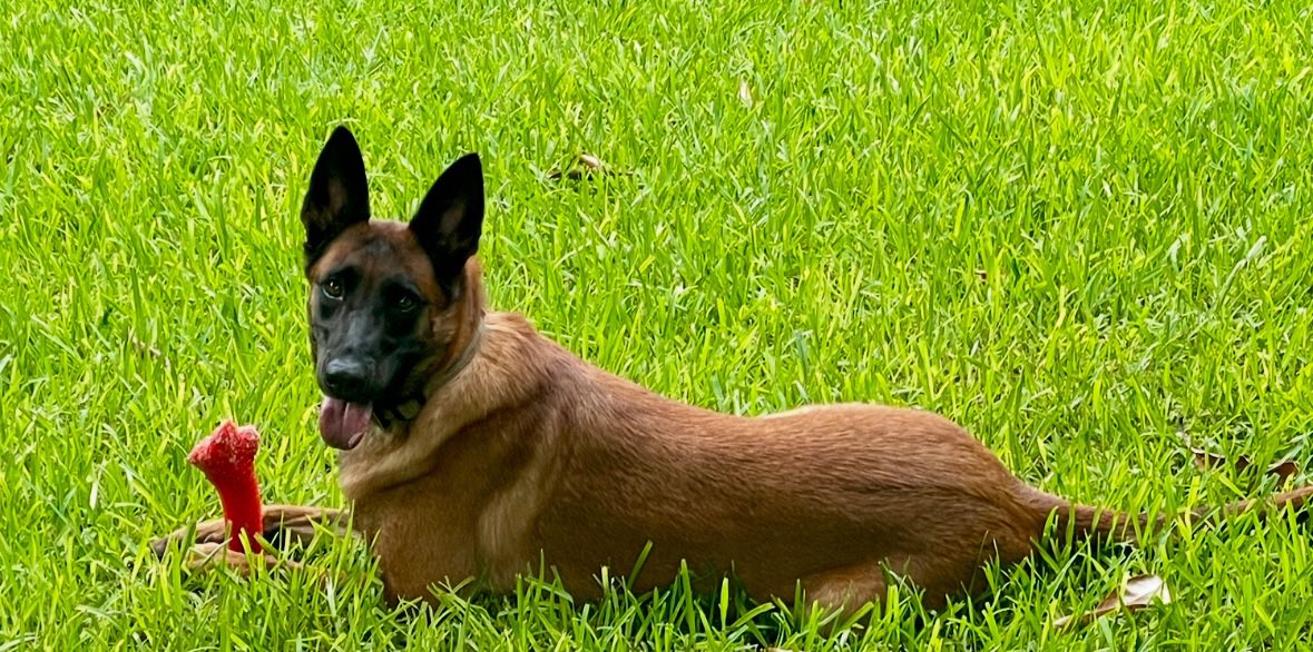 A star that she is 💫 Join us in wishing K9 Molly a HAPPY 3️⃣ BIRTHDAY!  🐾