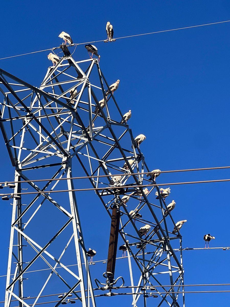 Han fet una aturada per continuar la seva migració.