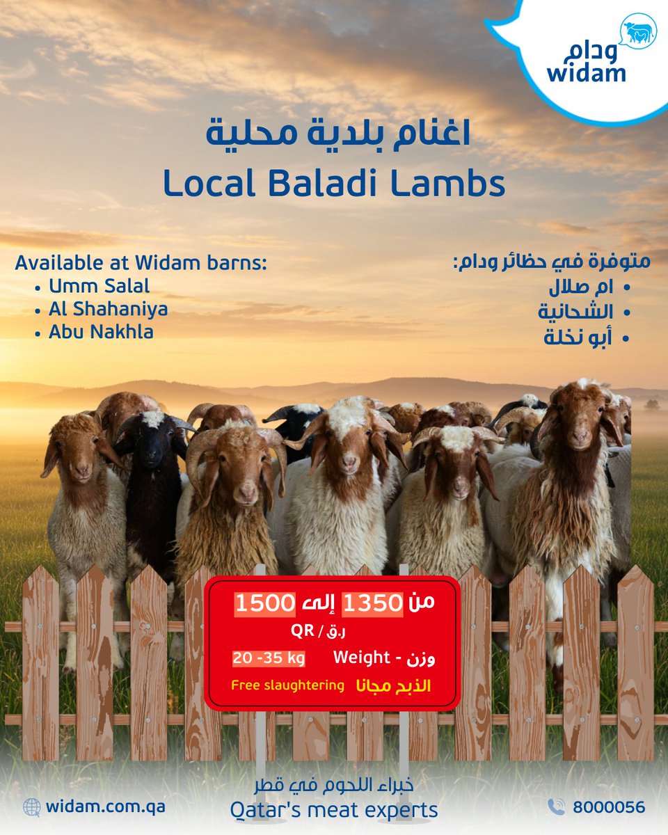 اغنام بلدية محلية (20 – 35 كجم) ابتداءً من 1350 ريال فقط من ودام – والذبح مجاني. 
متوفرة في حظائر ودام:
•أم صلال
•الشحانية
•أبو نخلة
للمزيد من المعلومات ، يرجى التواصل  مع مركز خدمة العملاء عبر الرقم 
8000056