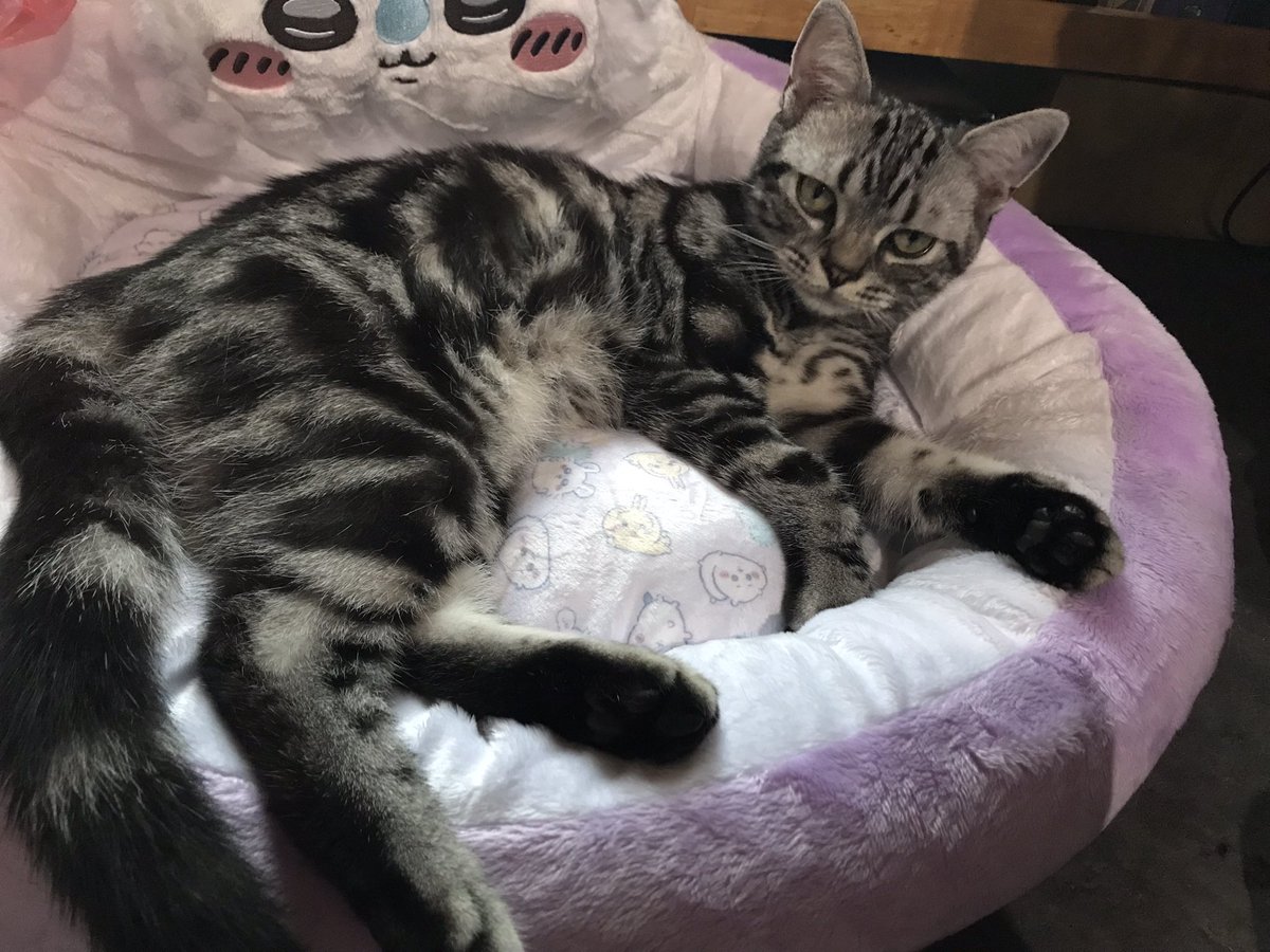 めちゃくちゃ顔整い🐱