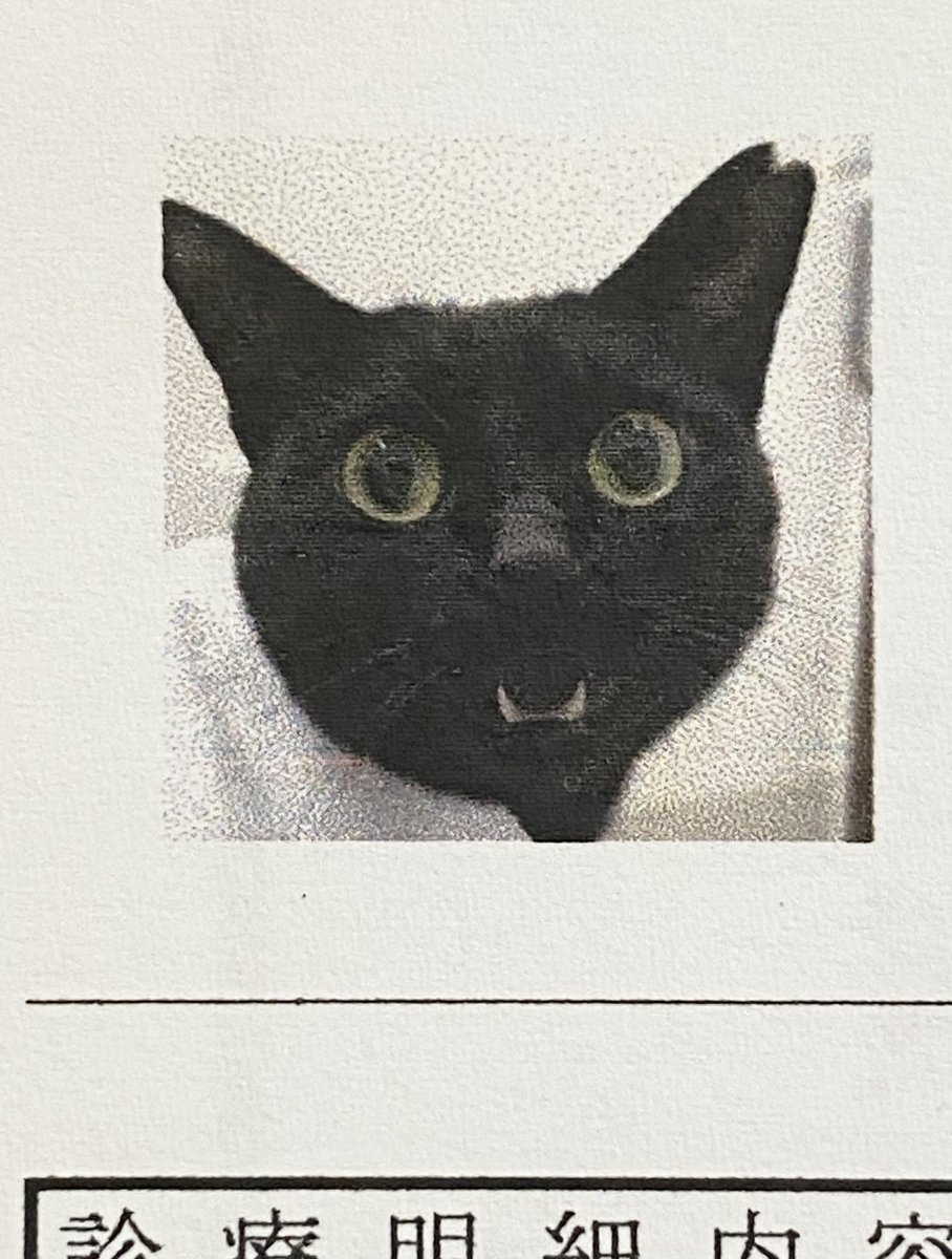 黒猫3 黒猫3兄妹 on X: 