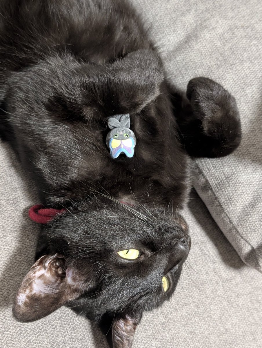 爆レア！8mmフィルム 拾った仔猫 TOKYO LILLI 爆レア！8mmフィルム 拾った仔猫 TOKYO LILLI