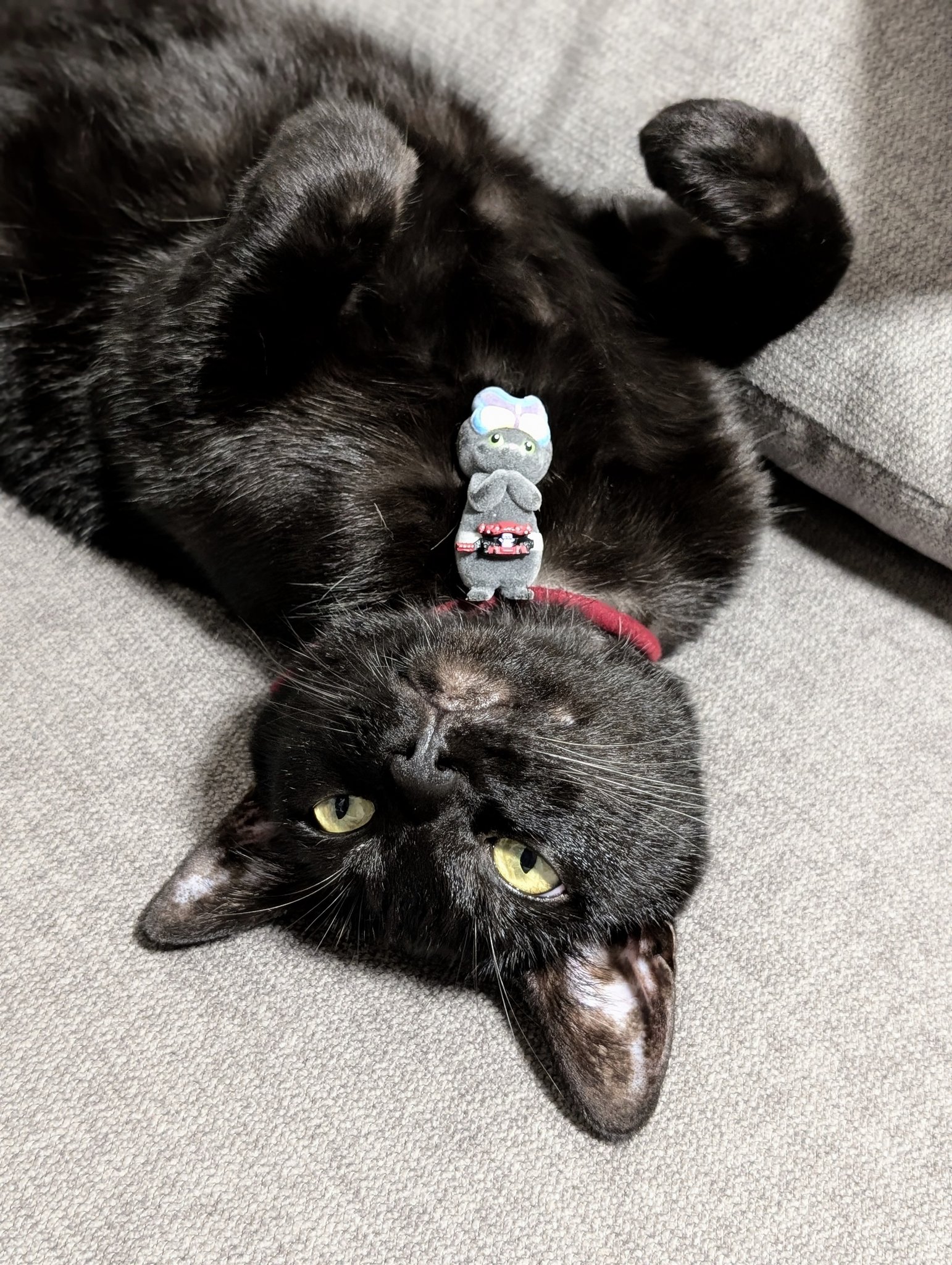 仔猫を拾ったので on X: 