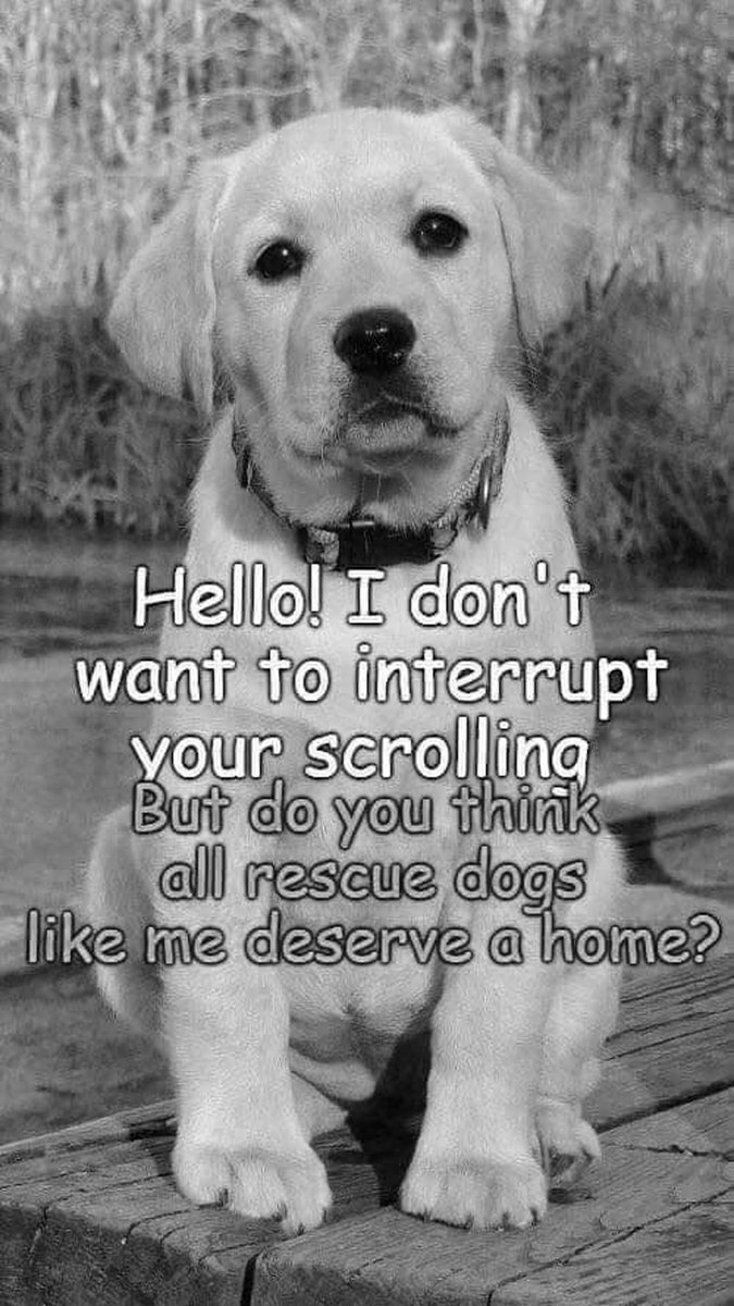 Pawzazzle (@pawzazzle) on Twitter photo 