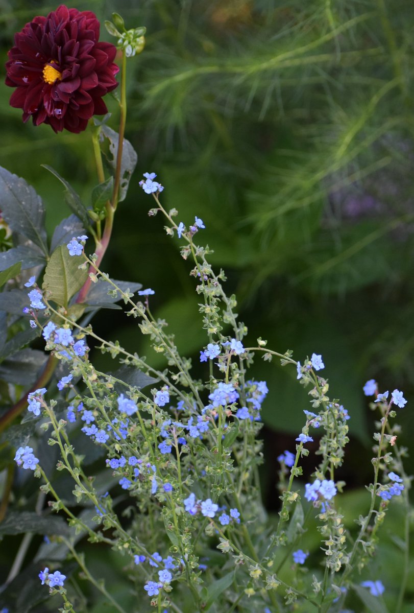 Good Saturday morning☕️... 
#mygarden #FlowersonX #GardeningX
