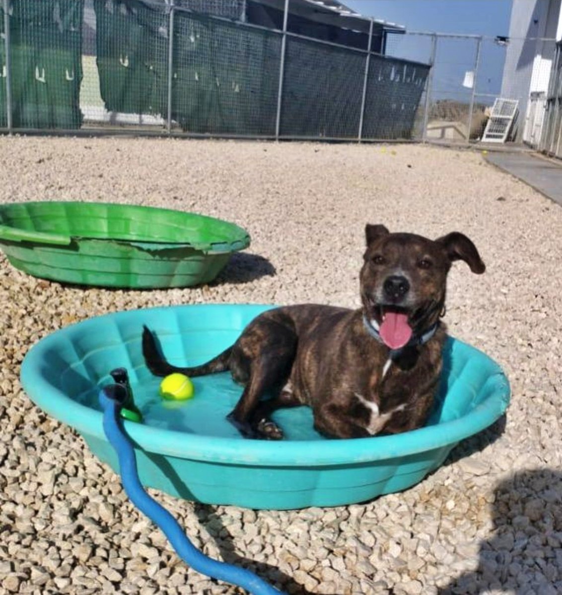 #Jaén
#RAYO ya tiene 10 años. Llegó a la prote, rescatado de la perrera, hace nueve, cuando solo era un jovencito locuelo y lleno de esperanza... Hasta el día de hoy su mayor sueño no se ha cumplido, ¡tener una casa!

Cuando vino, lo hizo junto a otro compañero que murió el año
