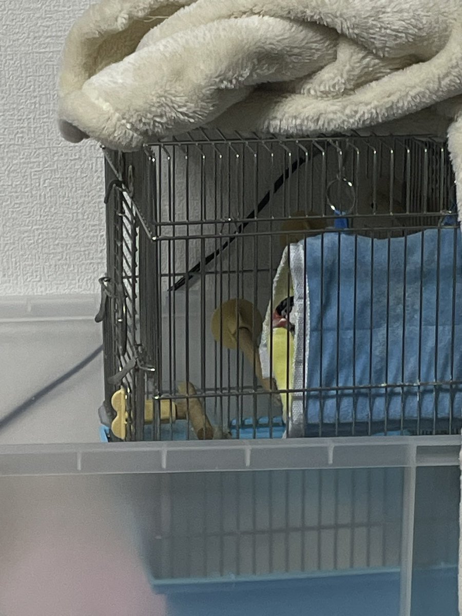 あまり自鯖に帰らないそらsunはメスラばかり見てる (@souruta0209) on Twitter photo 後ろで飼い主が食器を洗ってる間監視してくる🕊️ 後ろで飼い主が食器を洗ってる間監視してくる🕊️