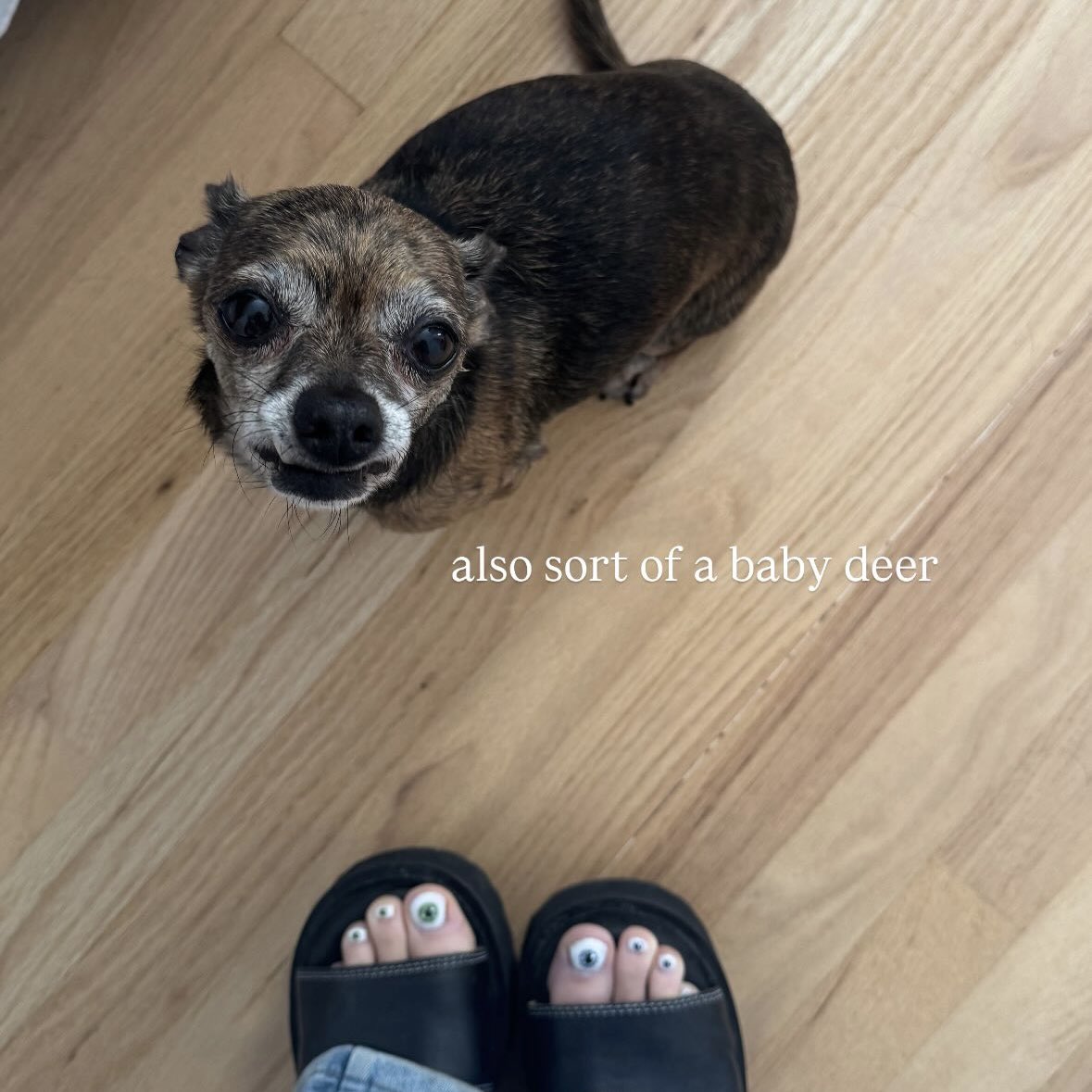 literally nobody: 

my chihuahua:   * . *