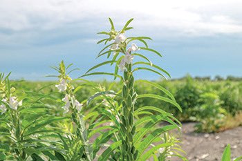 Comercialización y altos costos de combustible podrían interferir en próxima siembra de ajonjolí minutaagropecuaria.com/nacionales/com…