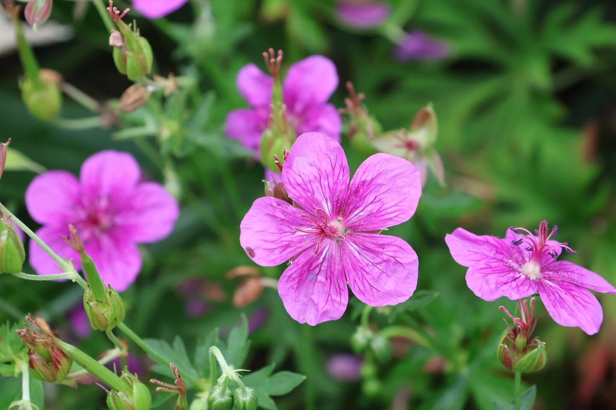 美ヶ原の帰りに寄った、霧ヶ峰の八島ヶ原湿原。とてもよかった！
曇りでロケーションは少し残念だけど、涼しくて歩きやすかったから結果オーライ。
高山植物はもう秋模様。