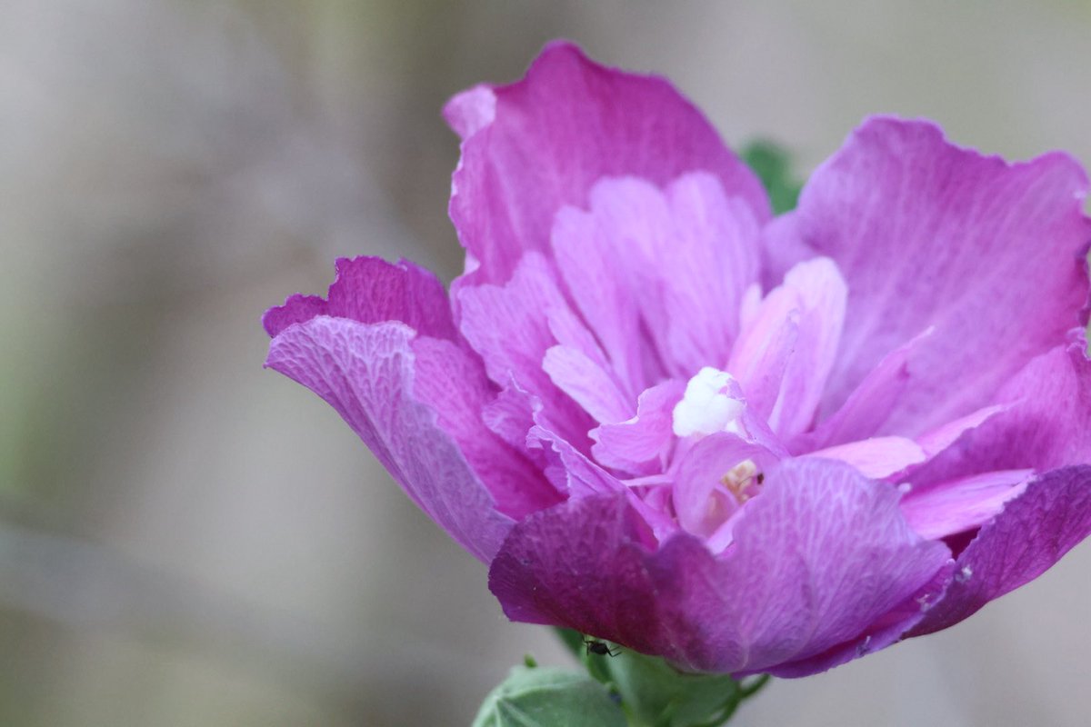 お疲れ様でした🍵
おやすみなさ~い(u. u人)💤⭐️