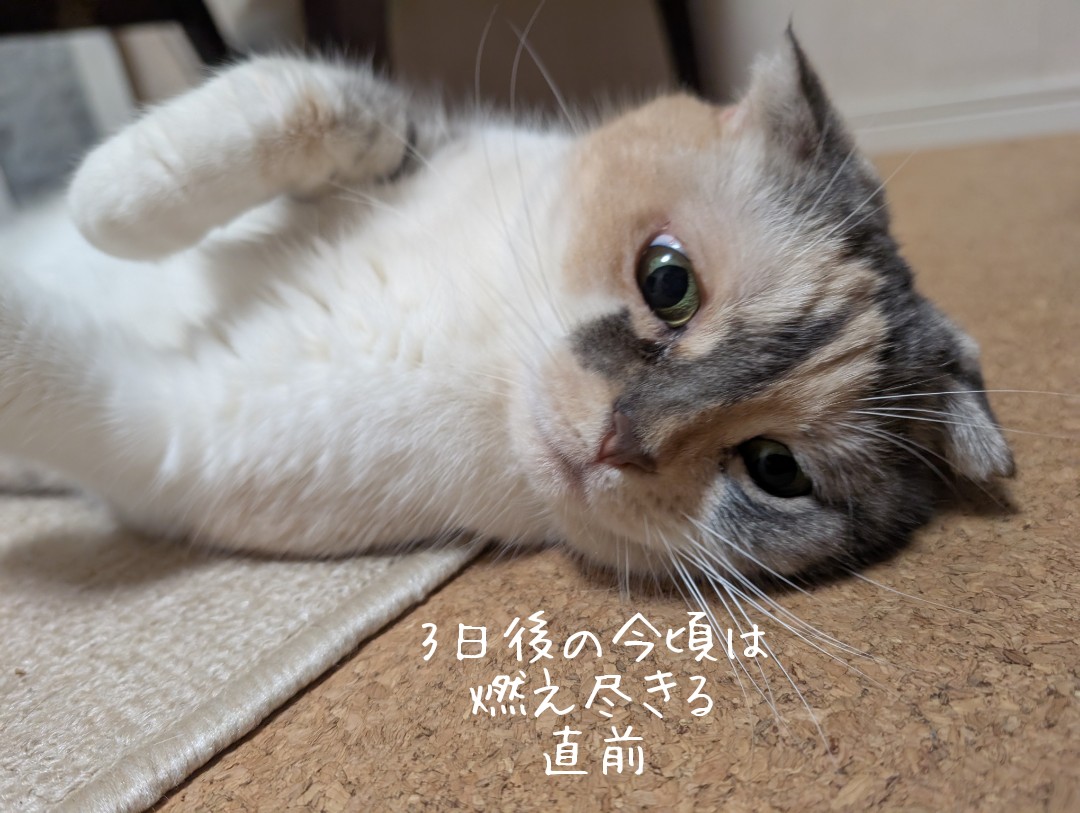 emmnin's tweet photo. 9/2 ㈫の7:00と20:30は
#FMおとくに📻️ の #ADちゃいか の #ベースメントテープ�� ��して #ベーステ で #DJEMM セレクトであんな曲こんな曲が流れるニャ😼🐾
勝手にカウントニャウンだニャ😽~♬
#猫のいる暮らし
#ただ猫が好きなだけ https://t.co/nfH3IturEK