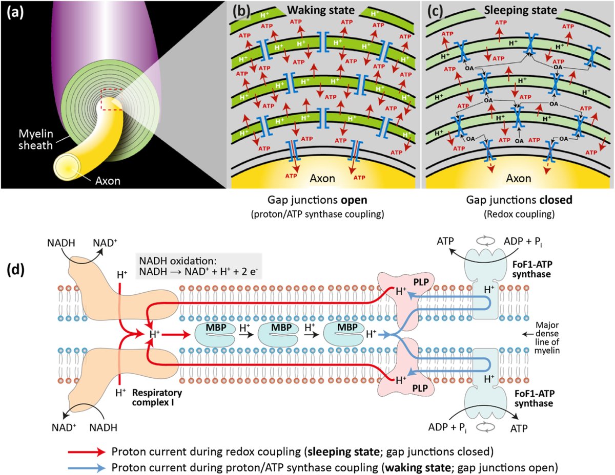 A new theory suggests that myelin acts as a proton capacitor, accumulating energy during sleep.

Sleep may literally recharge your brain.