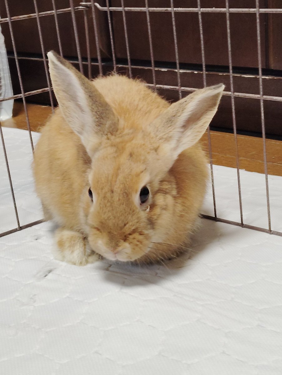 赤目の白うさぎさん tweet media